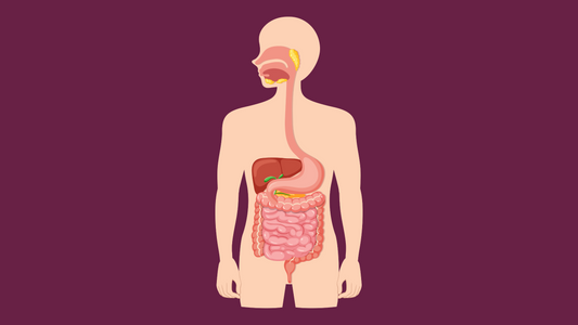 Understanding the Digestive System